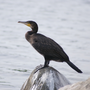 Kormoran zwyczajny Kormoran zwyczajny